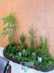 太仓企业大厅绿植组合摆放